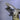 eagle eg-02(Pt900/K18)